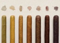 茄人生活　|　单色？双色？探秘雪茄的多彩本质